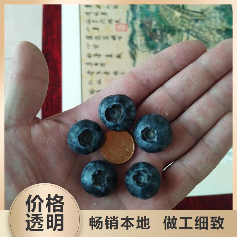 蓝莓苗樱桃苗欢迎来电咨询