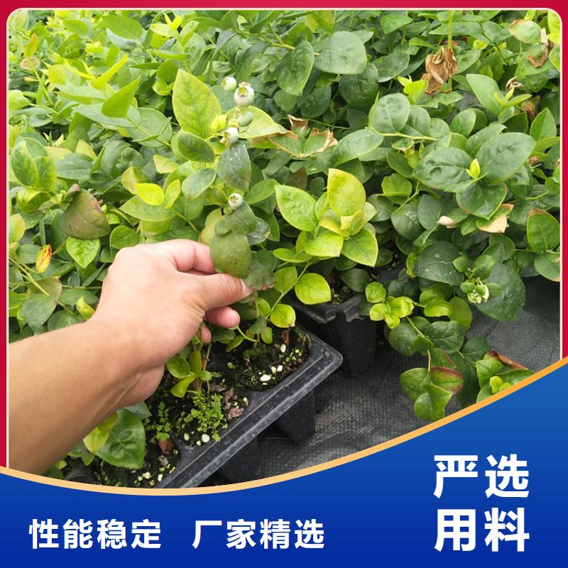 蓝莓苗石榴树出货及时
