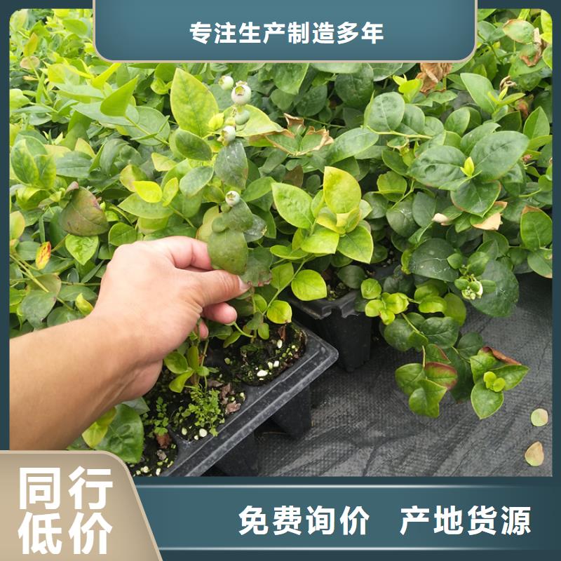 蓝莓苗石榴树出货及时