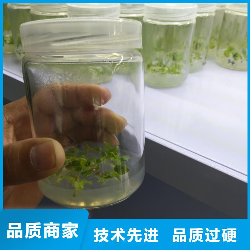 蓝莓苗桃树苗厂家直接面向客户
