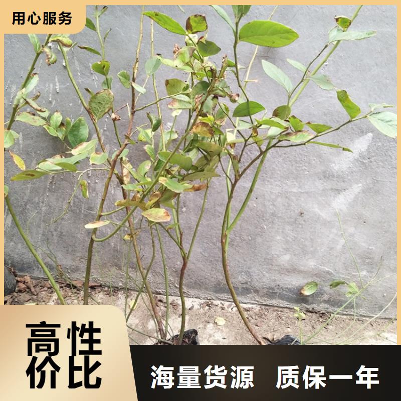 蓝莓苗桃树苗厂家直接面向客户