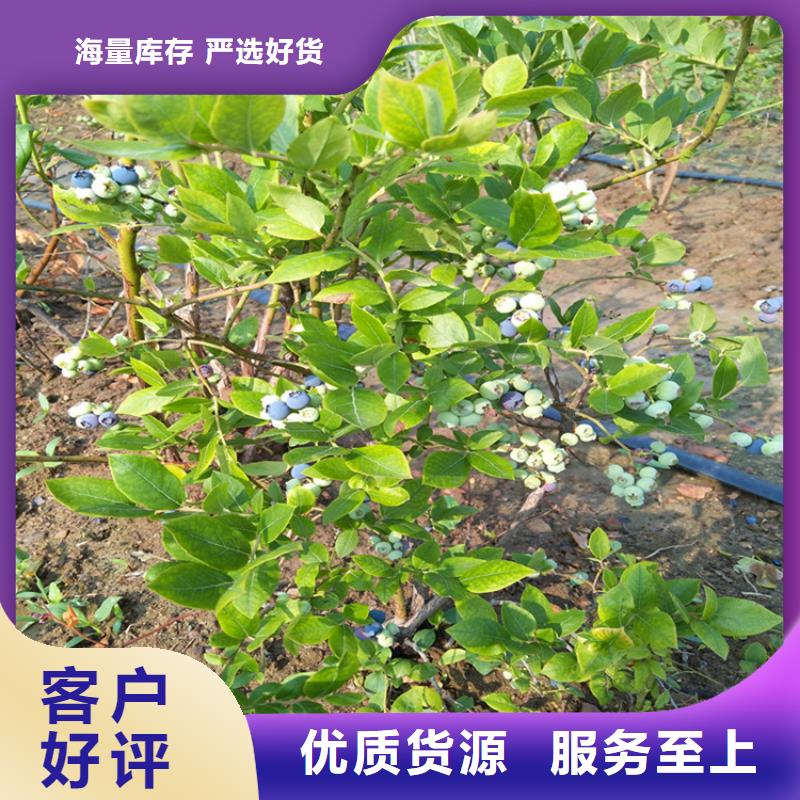 蓝莓苗,桃树苗货源直销