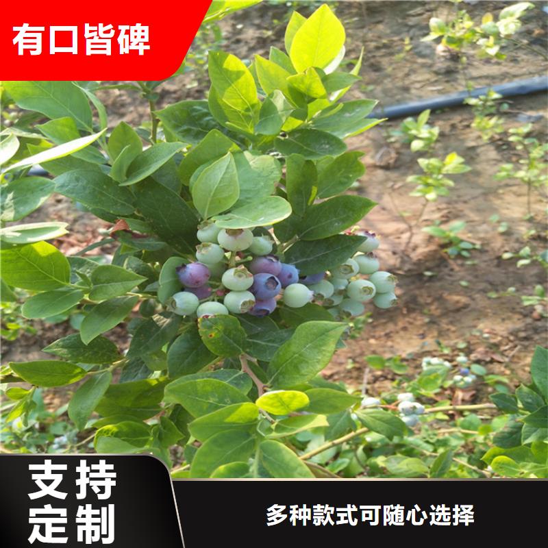 蓝莓苗石榴树出货及时