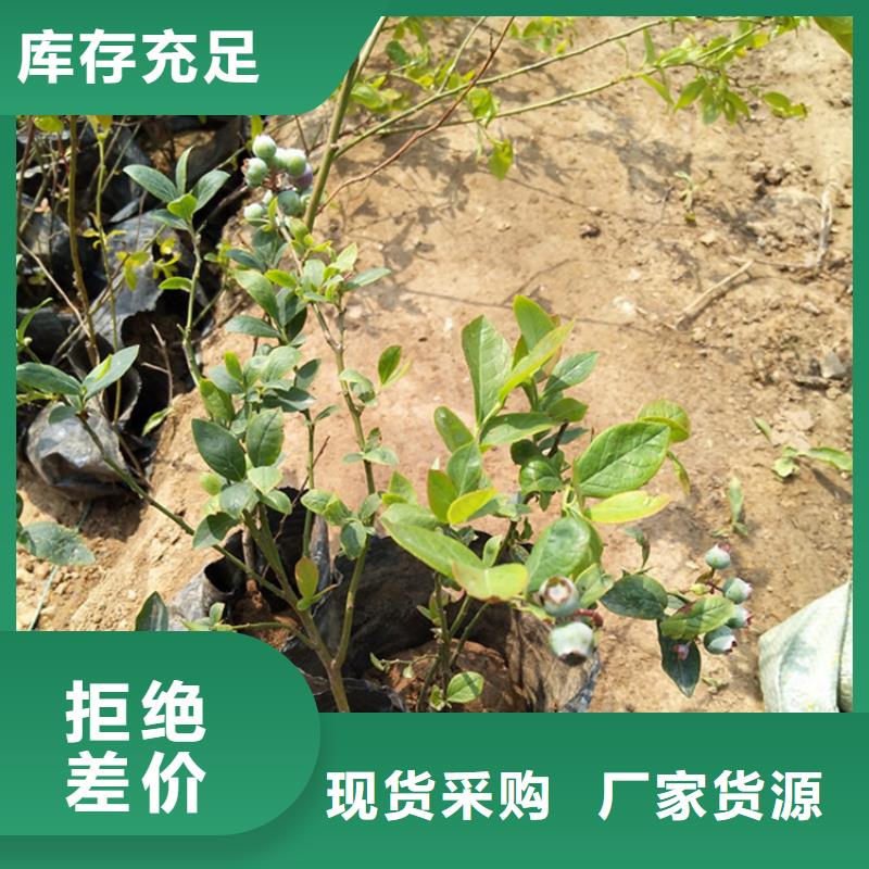 苹果苗视频-伊犁|克拉玛依轩园苹果苗_ 轩园园艺场(乌鲁木齐市分公司)
