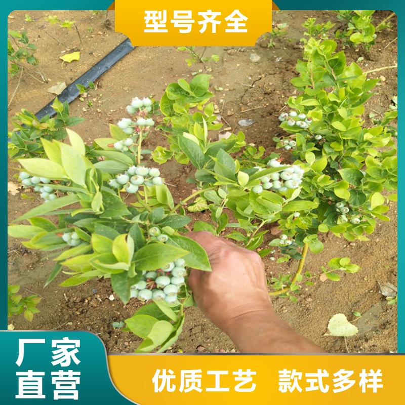 蓝莓苗樱桃苗欢迎来电咨询