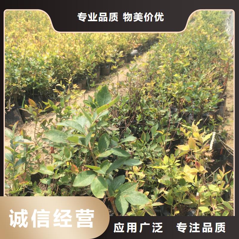 苹果苗视频-伊犁|克拉玛依轩园苹果苗_ 轩园园艺场(乌鲁木齐市分公司)