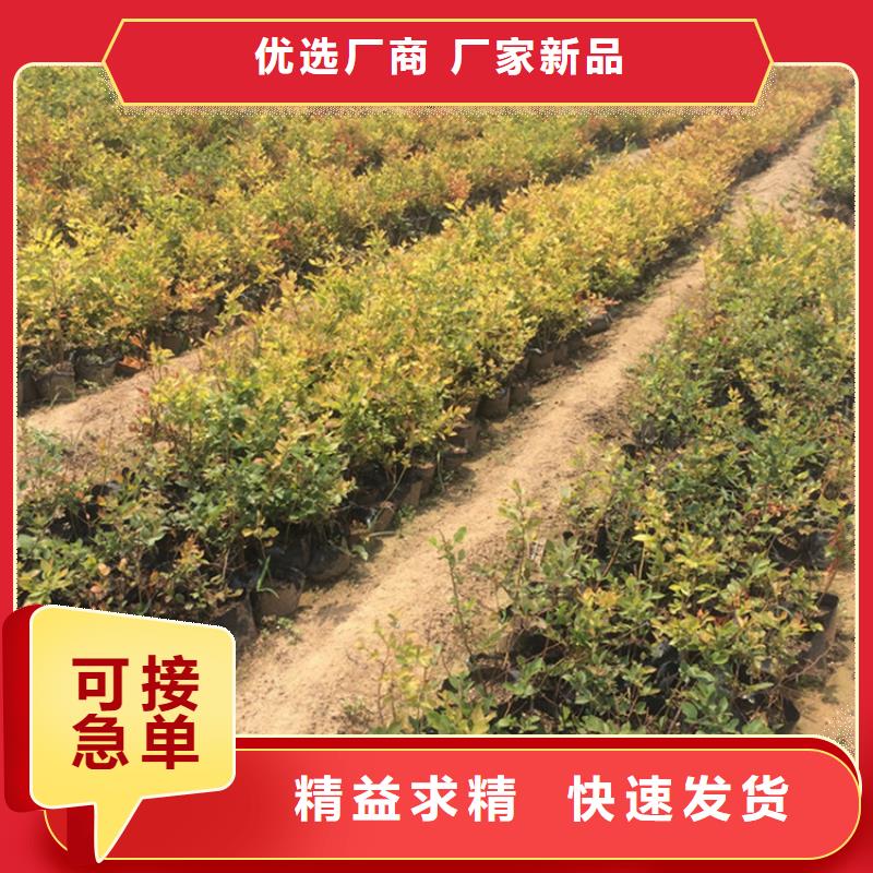 苹果苗视频-苹果苗_海南省海口市市场覆盖龙华|美兰|三亚等