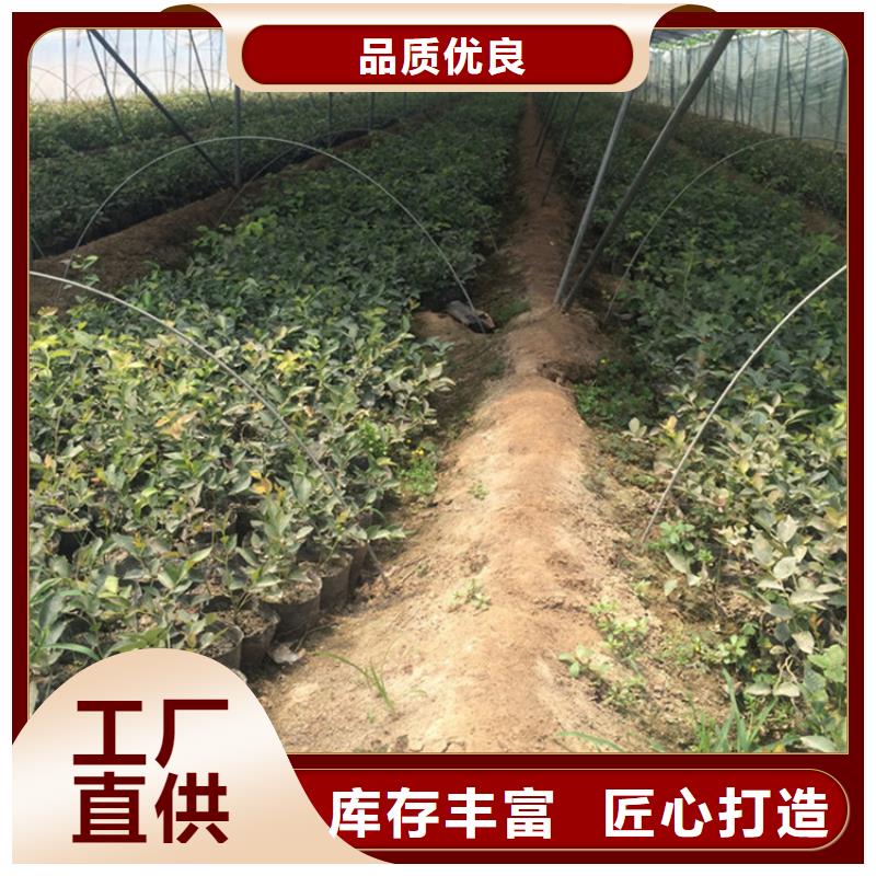 蓝莓苗石榴树出货及时
