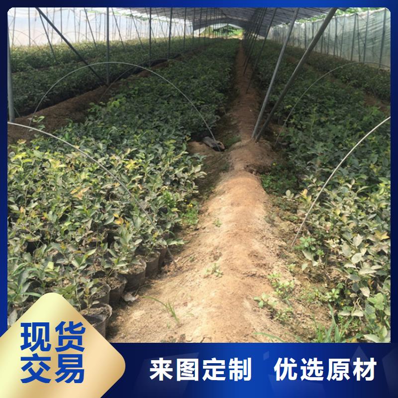 苹果苗视频-苹果苗_海南省海口市市场覆盖龙华|美兰|三亚等