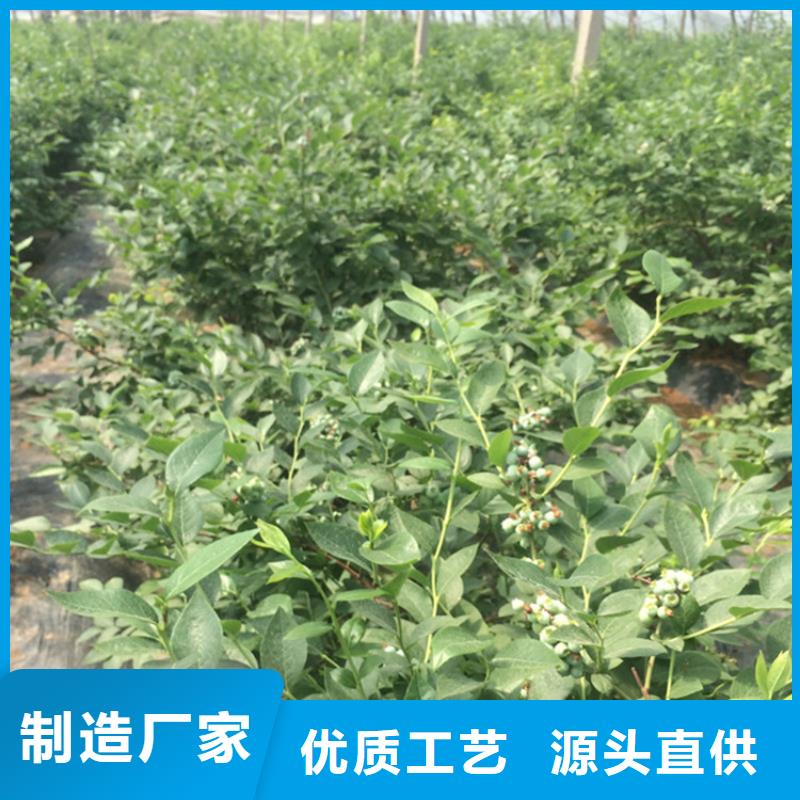 蓝莓苗石榴树出货及时
