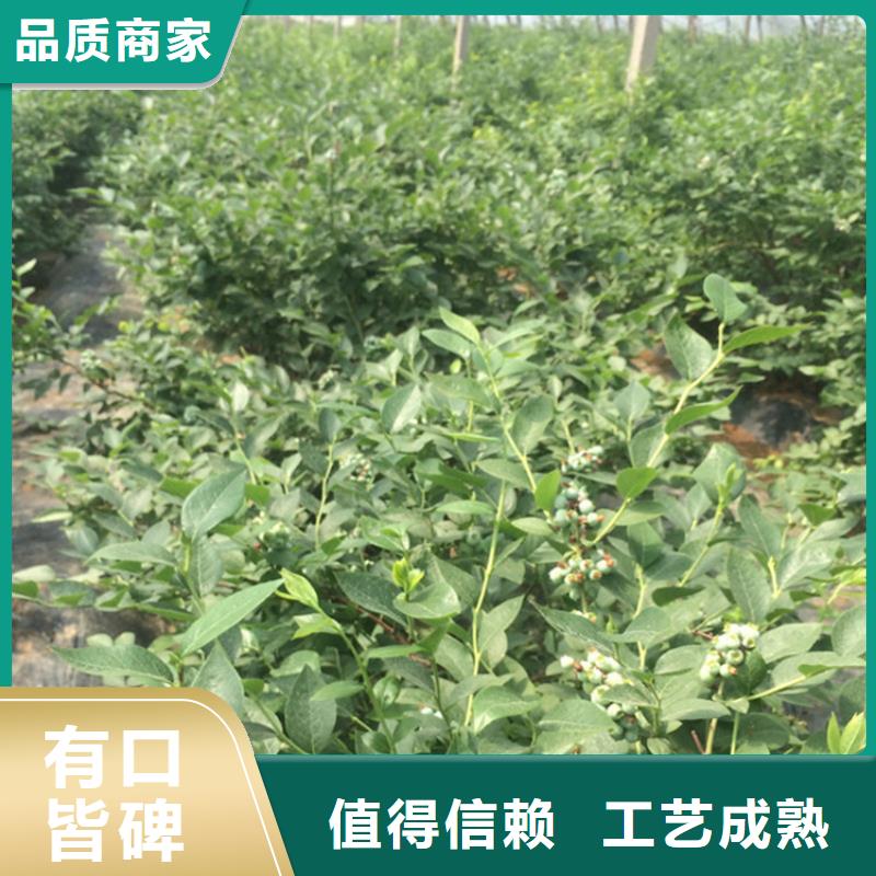 蓝莓苗-苹果苗实力厂家直销