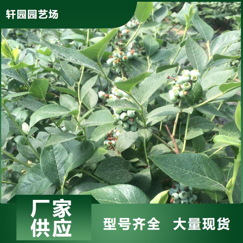 苹果苗视频-苹果苗_海南省海口市市场覆盖龙华|美兰|三亚等