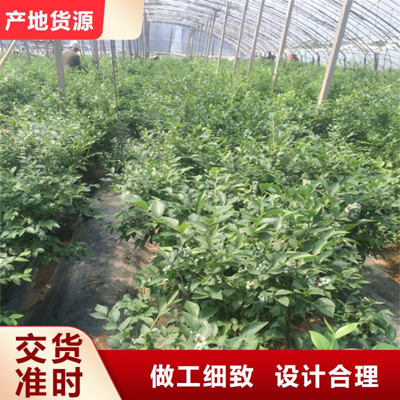 苹果苗视频-苹果苗_海南省海口市市场覆盖龙华|美兰|三亚等