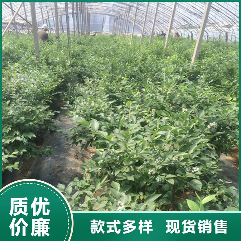 苹果苗视频-苹果苗-黑龙江省齐齐哈尔市【同城】公司-富裕|依安|绥化|大庆|黑河|牡丹江|佳木斯|哈尔滨