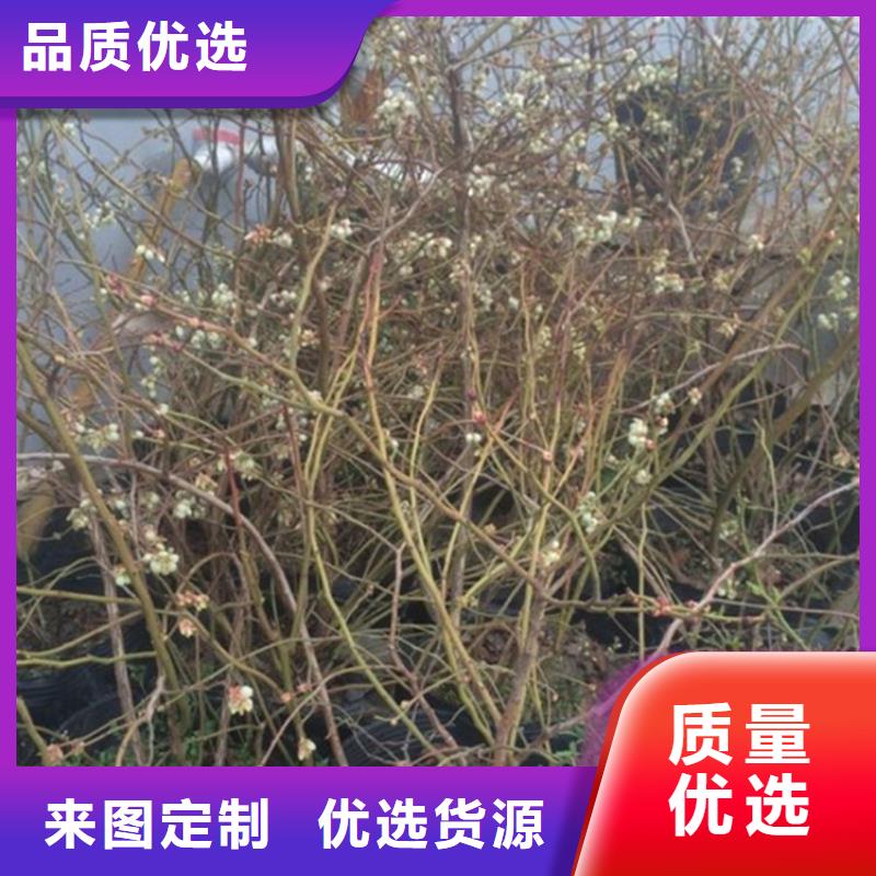 蓝莓苗樱桃苗欢迎来电咨询
