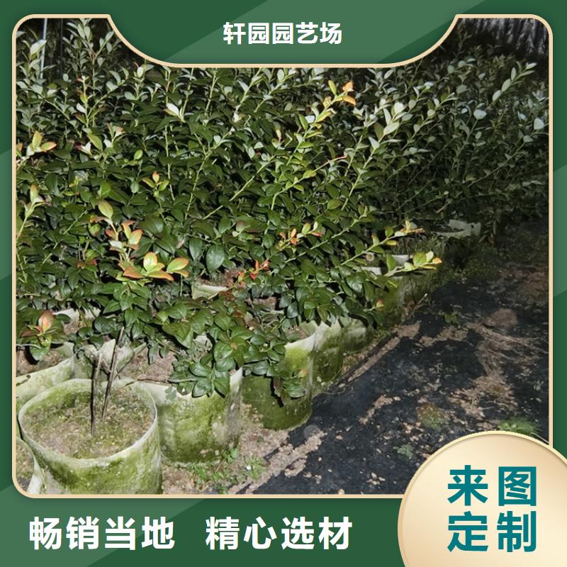 苹果苗视频-伊犁|克拉玛依轩园苹果苗_ 轩园园艺场(乌鲁木齐市分公司)