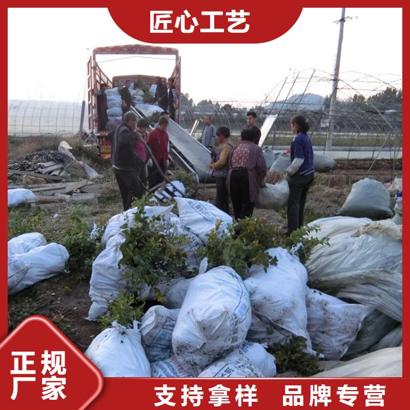 蓝莓苗樱桃苗欢迎来电咨询