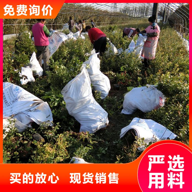 苹果苗视频-苹果苗_海南省海口市市场覆盖龙华|美兰|三亚等