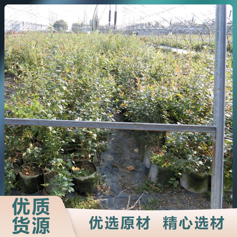 苹果苗视频-伊犁|克拉玛依轩园苹果苗_ 轩园园艺场(乌鲁木齐市分公司)