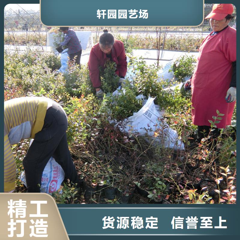 苹果苗视频-苹果苗-黑龙江省齐齐哈尔市【同城】公司-富裕|依安|绥化|大庆|黑河|牡丹江|佳木斯|哈尔滨