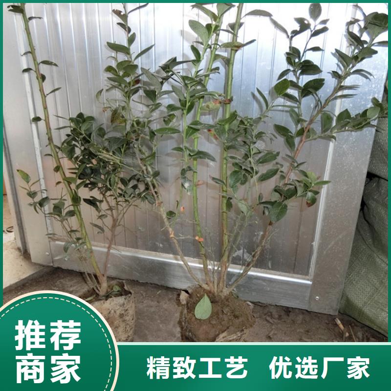 蓝莓苗石榴树出货及时