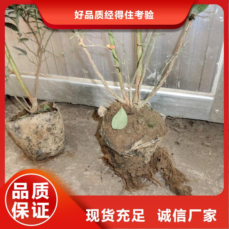 蓝莓苗石榴树出货及时