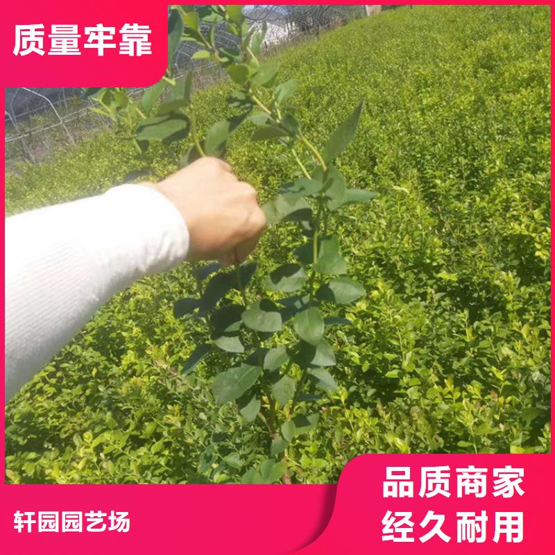 苹果苗视频-苹果苗-黑龙江省齐齐哈尔市【同城】公司-富裕|依安|绥化|大庆|黑河|牡丹江|佳木斯|哈尔滨