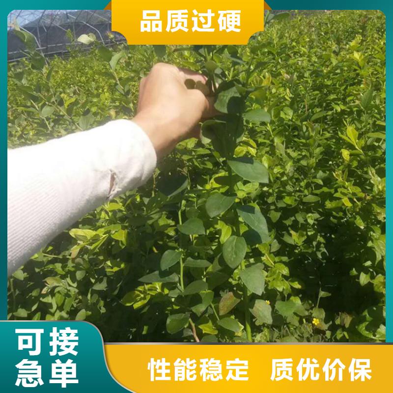 蓝莓苗-苹果苗实力厂家直销
