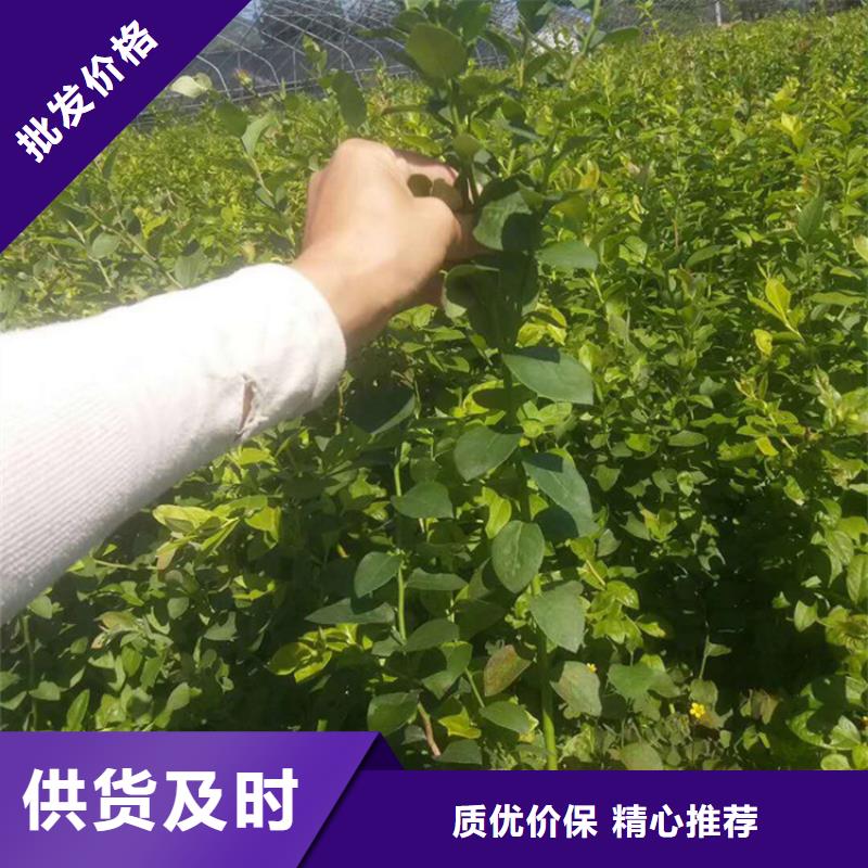 苹果苗视频-伊犁|克拉玛依轩园苹果苗_ 轩园园艺场(乌鲁木齐市分公司)