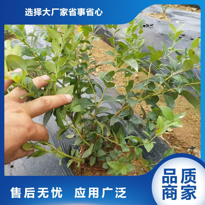 苹果苗视频-苹果苗-黑龙江省齐齐哈尔市【同城】公司-富裕|依安|绥化|大庆|黑河|牡丹江|佳木斯|哈尔滨