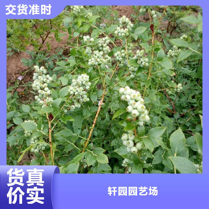 苹果苗视频-苹果苗_海南省海口市市场覆盖龙华|美兰|三亚等