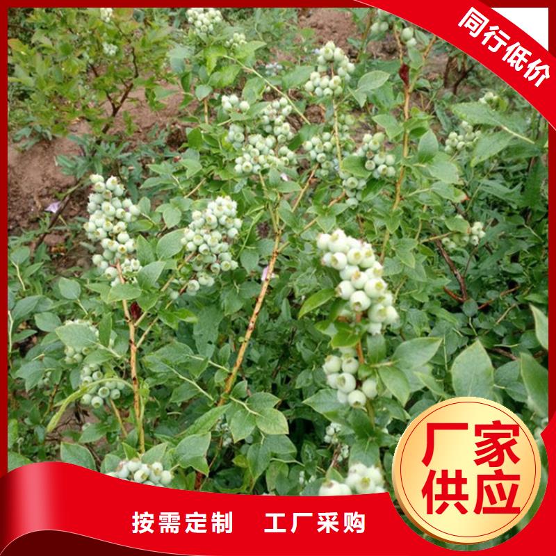 蓝莓苗,桃树苗货源直销