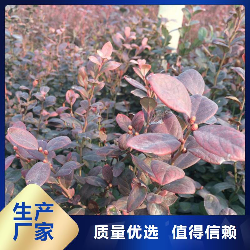苹果苗视频-伊犁|克拉玛依轩园苹果苗_ 轩园园艺场(乌鲁木齐市分公司)