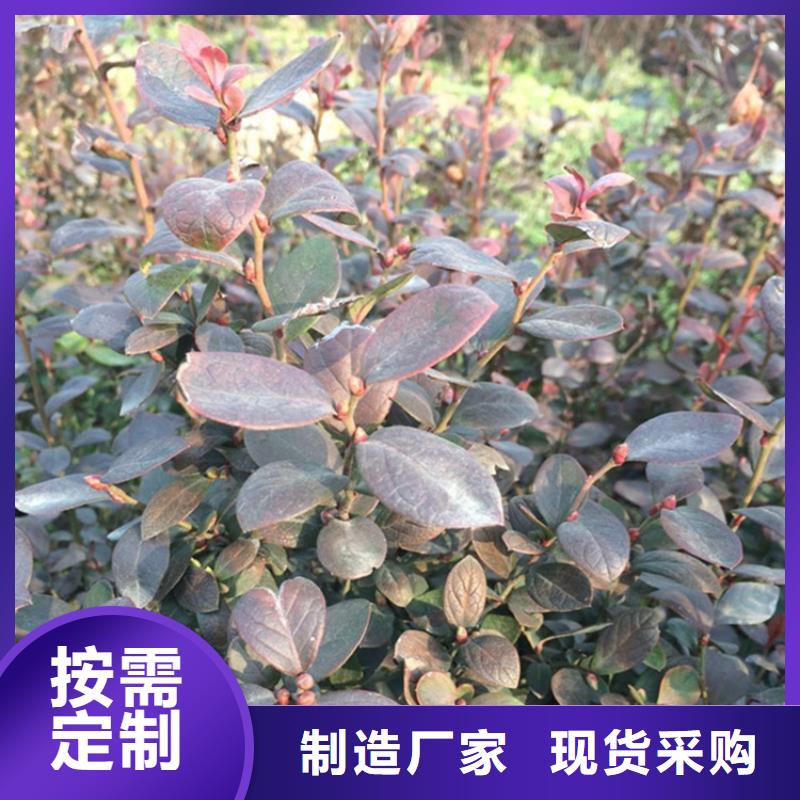 蓝莓苗石榴树出货及时