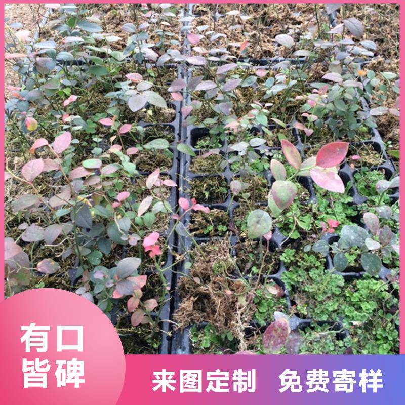 苹果苗视频-苹果苗_海南省海口市市场覆盖龙华|美兰|三亚等