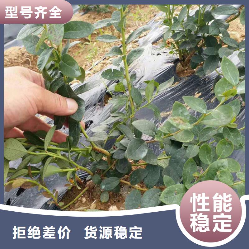 蓝莓苗-苹果苗实力厂家直销
