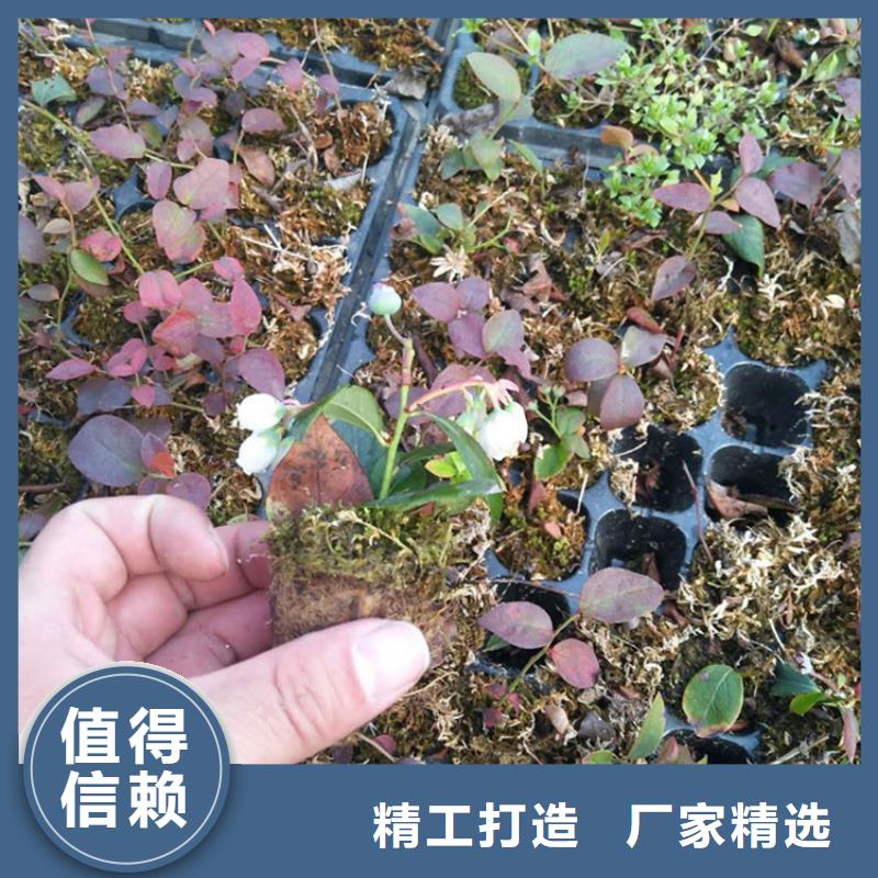 苹果苗视频-苹果苗-黑龙江省齐齐哈尔市【同城】公司-富裕|依安|绥化|大庆|黑河|牡丹江|佳木斯|哈尔滨
