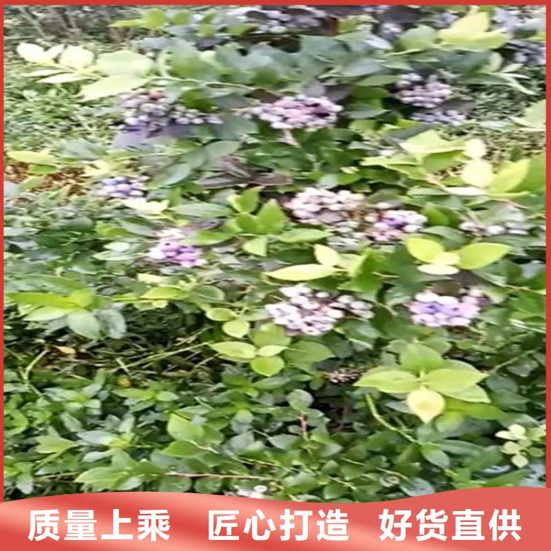 蓝莓苗桃树苗厂家直接面向客户