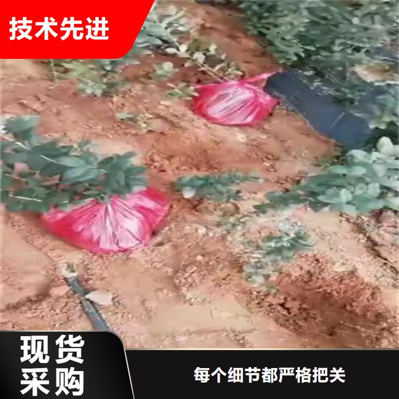 蓝莓苗石榴树出货及时