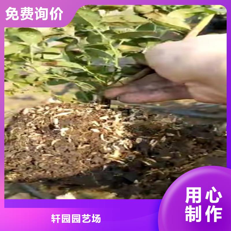 蓝莓苗,桃树苗货源直销