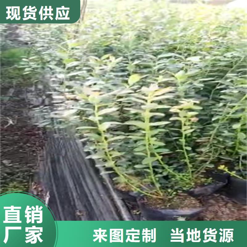 蓝莓苗石榴树出货及时