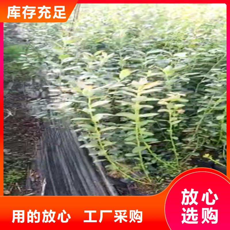 蓝莓苗,桃树苗货源直销