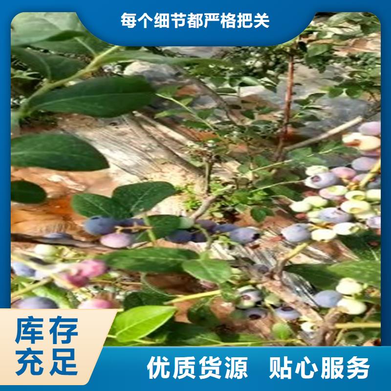 蓝莓苗桃树苗厂家直接面向客户