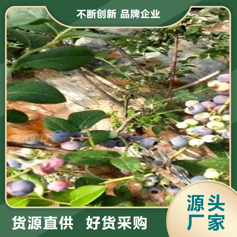 苹果苗视频-苹果苗-黑龙江省齐齐哈尔市【同城】公司-富裕|依安|绥化|大庆|黑河|牡丹江|佳木斯|哈尔滨