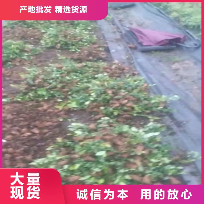 蓝莓苗石榴树出货及时