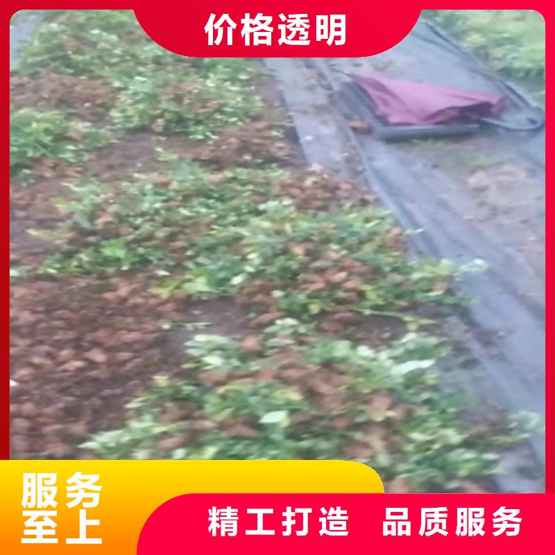 苹果苗视频-苹果苗-黑龙江省齐齐哈尔市【同城】公司-富裕|依安|绥化|大庆|黑河|牡丹江|佳木斯|哈尔滨