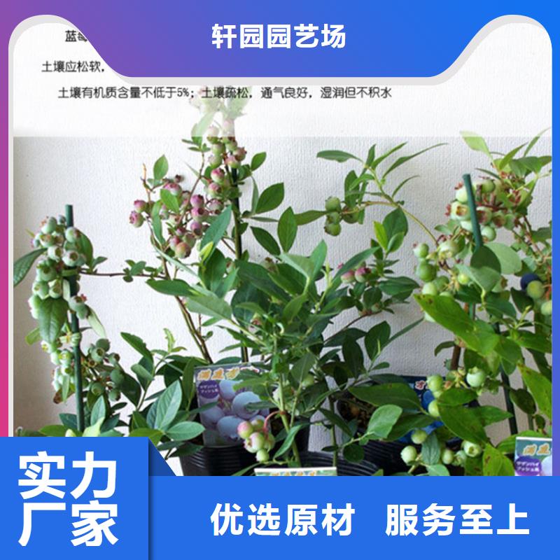 蓝莓苗石榴树出货及时