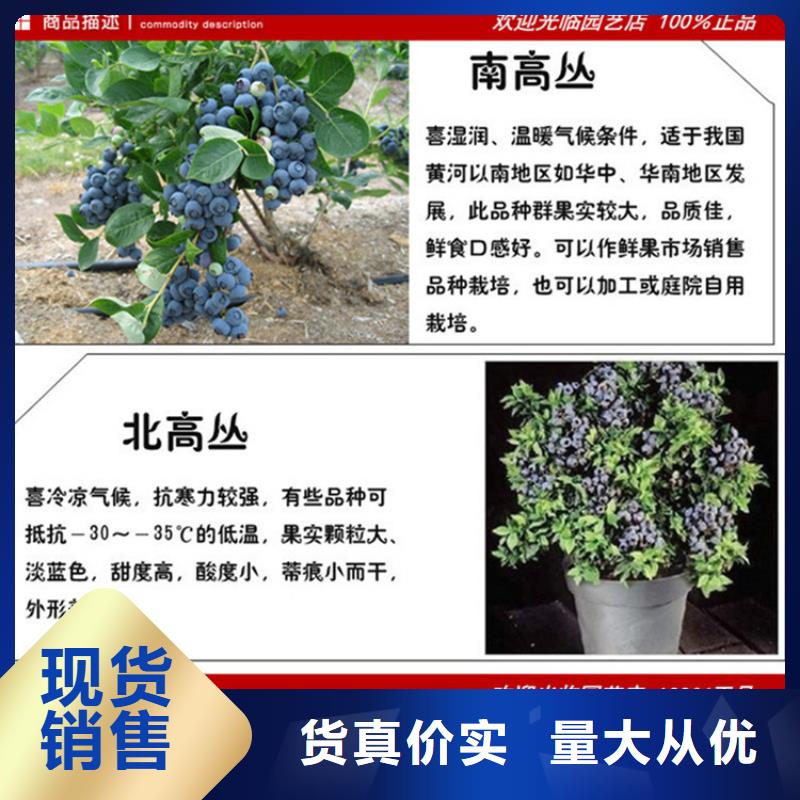 蓝莓苗,桃树苗货源直销