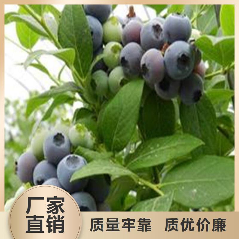 蓝莓苗,桃树苗货源直销