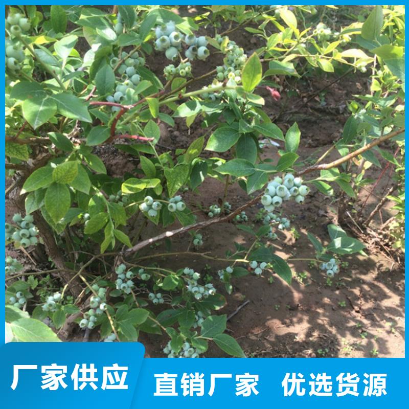 蓝莓苗,桃树苗货源直销